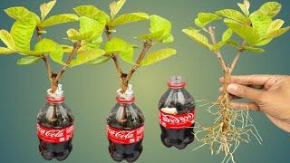 SUPER SPECIAL TECHNIQUE for propagating guava trees using coca~cola, super fast root stimulation