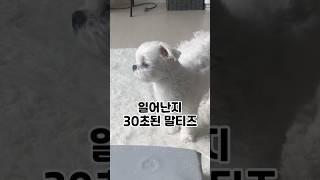 일어난지 30초된 말티즈️ 멍~~ #강아지 #강아지일상 #강아지브이로그 #댕스타그램 #반려견 #말티즈 #박까까 #puppy #귀여운강아지