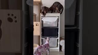 おもちゃ箱の中からおもちゃを出したい猫【ベンガル猫】