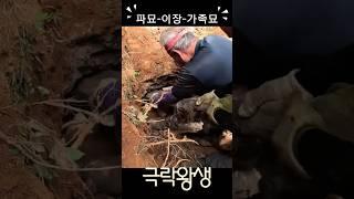 광활한 우주 티끌 같은 나~~ #파묘 #이장 #가족묘 #자하연일산 #극락왕생 #아미타불