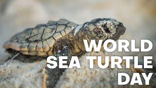 Help us celebrate World Sea Turtle Day!