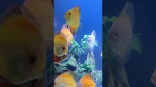 Google Pixel Cinematic Pan Mode With a beautiful Discuss fish tank  #pixel Lokka