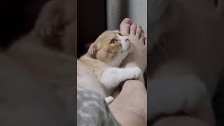 #cat #kitten #catlover #cute #cutecat #animal #music #lyrics #song #cover
