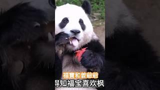 福寶跟姜爺爺撒嬌 푸바오#福寶 #熊貓 #熊貓福寶 #fubao #panda #pandafubao #pandalove #愛寶 #푸바오 #瑞寶 #中國熊貓 #萌寵 #大熊貓 #福寶姜爺爺