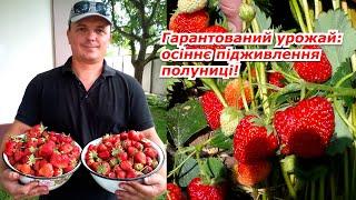 Crucial August feeding of strawberries for the future berry harvest.