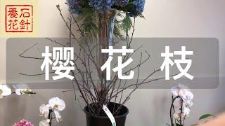 [石针养花]干树枝也会美丽（樱花枝）