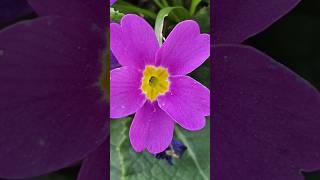 Common primrose, a species of Primroses #photography #shorts #macro #viral #nature #flowers #beauty