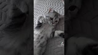 Танцы на диване 