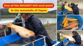 Hunt Jumbo 80-100cm Koi Fish in the mountain of Japan