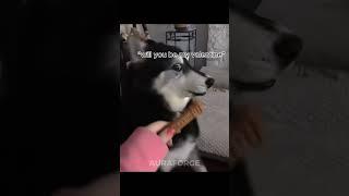 Last Dog Don’t Like Wieners Anymore | Dogs Can’t Understand English