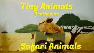 Tiny Animals Dressed as Safari Animals