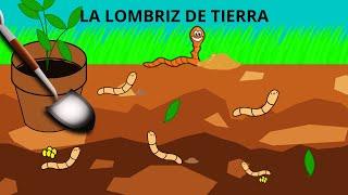 LA LOMBRIZ DE TIERRA PARA NIÑOS/ LA LOMBRIZ/ TODO SOBRE LA LOMBRIZ DE TIERRA EN ESPAÑOL PARA NIÑOS