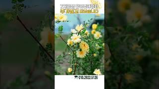 황금겹해당화 마지막 물량입고 되었습니다 이번 기회에 황금겹해당화 분양받아보세요 #가드닝 #정원 #정원꾸미기