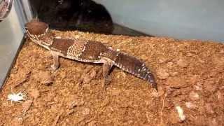 African Fat Tailed Gecko Hunting Cricket
