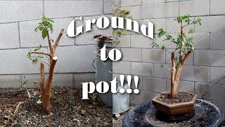 Transplanting My Volunteer Mulberry Into A Pot!!! | Poor Man's Bonsai