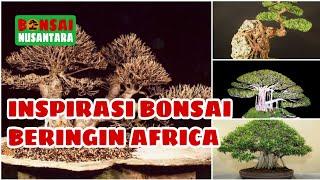 Inspirasi Bonsai Ficus Africa, Beringin Afrika, Ficus Nerifolia - BN5