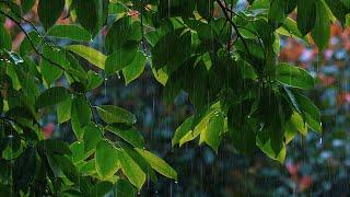 [White Noise] 10 hours of soothing rain under the sweet-scented osmanthus tree to help sleep