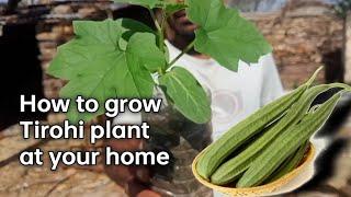 How to grow Tirohi plant at home Part 1