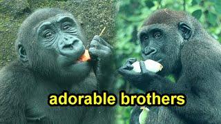 Gorilla Ringo prefer eggplant than carrot,carrot hit on Ringo's butt金剛猩猩Ringo想拿Iriki茄子紅蘿蔔打到R屁屁Jabali