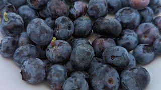 Blueberry harvest from bushes planted just 2 months ago