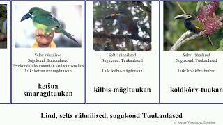 Lind, selts rähnilised, sugukond Tuukanlased bird toucan smaragdtuukan ketšua Piciformes Hollow