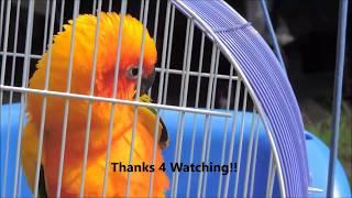 RAINBOW THE SUN CONURE SWINGING & SWAYING IN WEST NEWTON