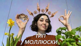 Урок "Тип Моллюски" - ЦТ, ЕГЭ, ЗНО