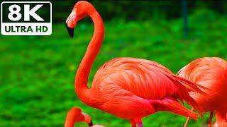 American Flamingo vs. Greater Flamingo vs. Chilean Flamingo | 4K Comparison