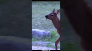 Cute Newborn Elk Calves