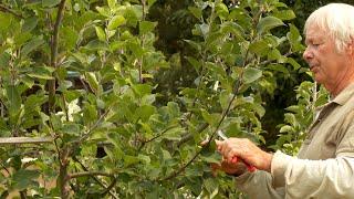 The IMPORTANCE of Summer Pruning an Apple Tree -  Part 1 of 2