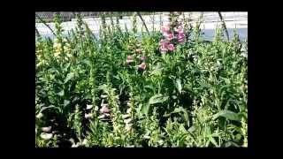 Best Perennials, Digitalis Foxy Hybrids (Foxglove)