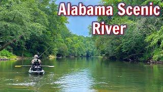 Better Than I Had Imagined!!  (Alabama Creek Fishing)