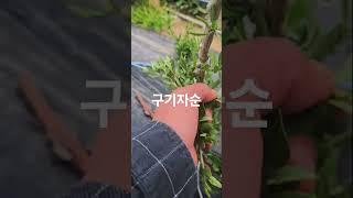 구기자순 따기 #주말농사 #garden #자연농원 #농사 #gardening #귀촌생활 #farming #산골 #산나물 #plants