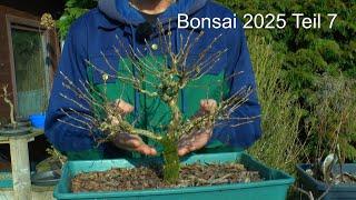 Bonsai 2025 Teil 7 Weigelia als Bonsai Schneiden und Umpflanzen