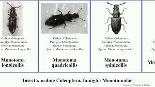 Insecta, ordine Coleoptera, famiglia Monotomidae monotoma bicolor brevicollis parallelocollis Your