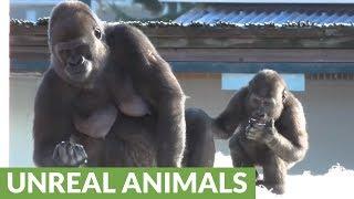 Gorilla youngster beats chest at mom, instantly regrets it