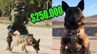 This is What a $250,000 Elite Protection Dog Look like!