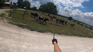 Cow in Road and Rattlesnake w/Amputee Cyclist Aaron Smith 9/6/2024