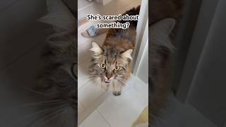 She’s scared by something?￼#cat #shorts #funny
