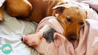 Pig Meets Dog and Two Become Inseparable Duo | Cuddle Friends