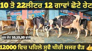 10 ਤੋ 22ਲੀਟਰ 12 ਗਾਵਾਂ ਜਾਇਜ ਰੇਟ। cows and Buffalo for sale/vadiya farm/11-2-25