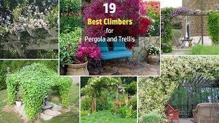 19 Best Pergola Plants