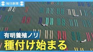 有明海でノリの種付け始まる　佐賀県が３季ぶりの日本一奪還めざす