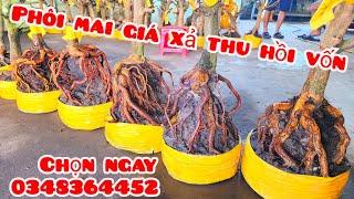 Phôi mai giảo giá xả thu hồi vốn 9/11 #aHùng0348364452 |MaivàngThanhTâm