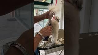 Shaving Dog Hair.. ️ #toelettatura