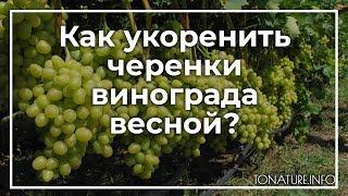 Как укоренить черенки винограда весной? | toNature.Info