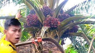 Amazing Oil Palm Harvest