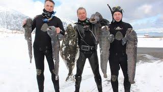 ПОДВОДНАЯ ОХОТА В НОРВЕГИИ!!!! ПАЛТУС!!! SPEARFISHING NORWAYhttp://wild-fishing-norway.ru/