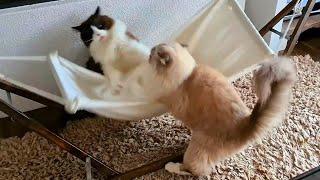 Cats Fighting Over A Hammock