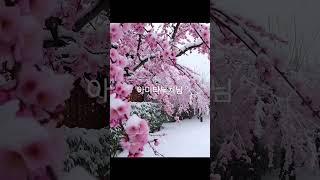 놀라울 정도로 아름다운 풍경 지인으로 부터 받은 하동의 설중매 사진 #경칩#설중매#여행#하동#매화마을#korea#seoul#travel #calligraphy